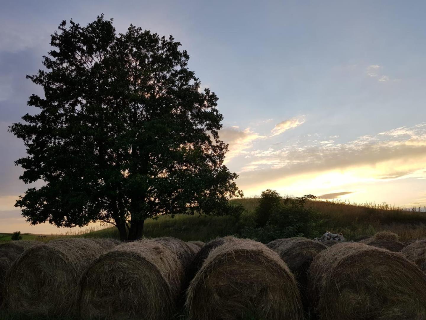 Zosienka Domki Wypoczynkowe Giżycko Extérieur photo